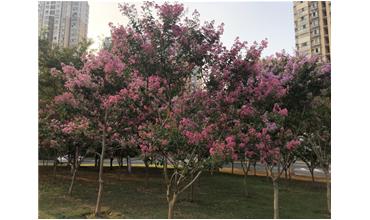 夏秋季節(jié)，錫城首次驚現(xiàn)紫薇花開美景